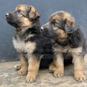Mbwa Mwana wa German Shepherd Safi (Miezi 1-3)