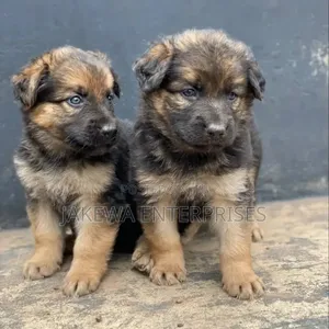 Mbwa Mwanamaume Mzazi wa German Shepherd (Miezi 1-3)
