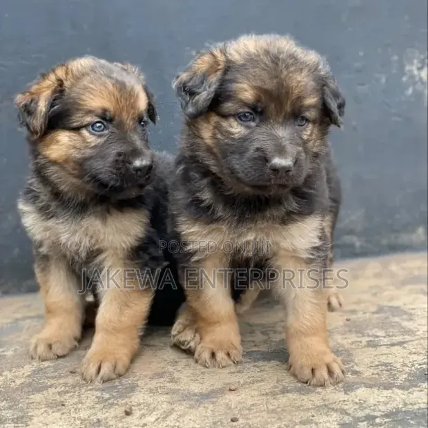 1-3 Month Male Purebred German Shepherd Puppy - 1