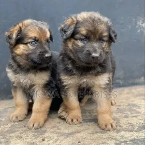 Mbwa wa Kijerumani wa Kiume Mwezi 1-3 Safi