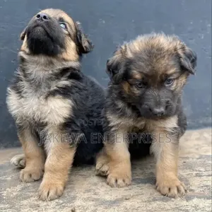 Kizibo Safi cha German Shepherd - Kiume Miezi 1-3