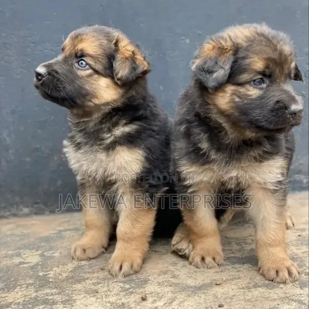 Purebred German Shepherd Puppy (1-3 Months) - 1