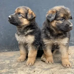 Kizimba cha German Shepherd Safi (Miezi 1-3)