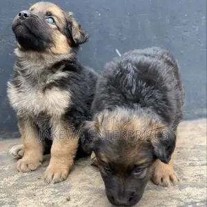 Mbwa Mwana German Shepherd Safi Jike, Miezi 1-3