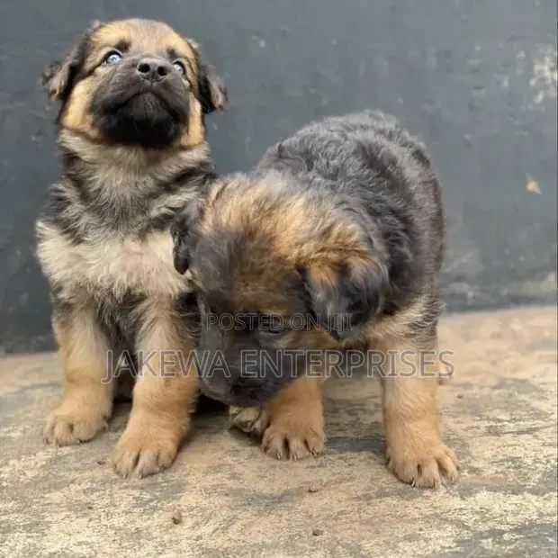 Mbwa wa Kijerumani wa Kiume Mwezi 1-3 Safi - 1