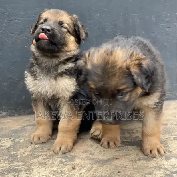 Purebred German Shepherd Puppy (1-3 Months) - 1