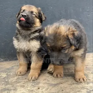 Mbwa Mwana wa German Shepherd Safi (Miezi 1-3)