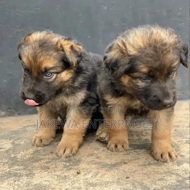 Mbwa Mwana wa German Shepherd Safi - Mume Mwezi 1-3 - 1