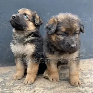 Male Purebred German Shepherd Puppy (1-3 Months)