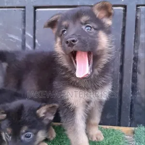 Kizibo cha German Shepherd Mwanamume Safi cha Miezi 1-3