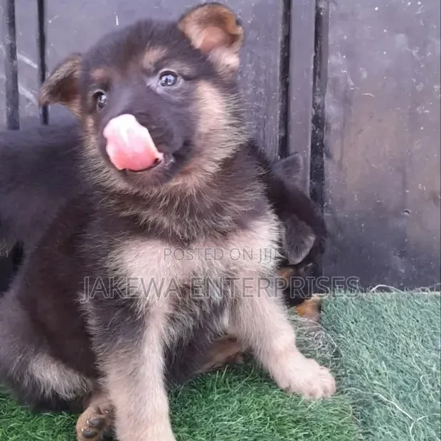 1-3 Months Male Purebred German Shepherd Puppy - 1