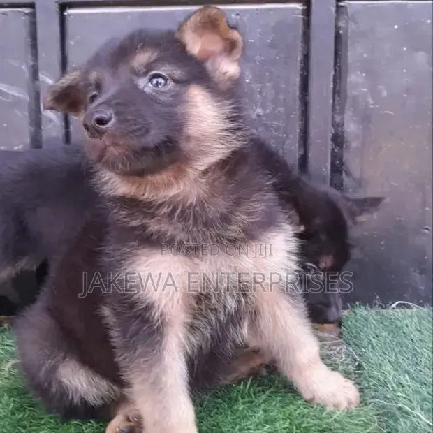 1-3 Months Male Purebred German Shepherd Puppy - 1