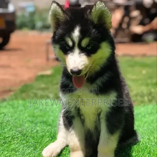 Male Purebred Siberian Husky Puppy (1-3 Months) - 1