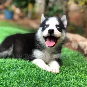 Mbwa wa Kike wa Kisiberia Husky (Miezi 1-3)
