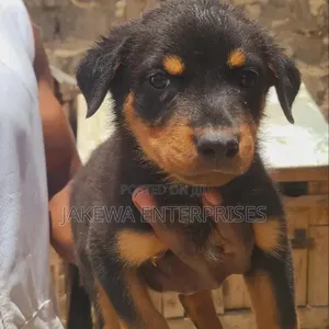 Purebred Rottweiler Puppies (1-3 Months)