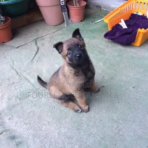 Mbwa Mchanga wa Kiume wa Belgian Malinois Safi wa Miezi 1-3