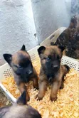 1-3 Months Male Purebred Belgian Malinois Puppy - 1