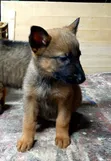 1-3 Months Male Purebred Belgian Malinois Puppy - 2