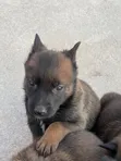 1-3 Months Male Purebred Belgian Malinois Puppy - 3