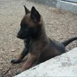 1-3 Months Male Purebred Belgian Malinois Puppy - 4