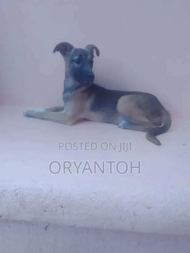3-6 Month Male Mixed Breed German Shepherd - 1