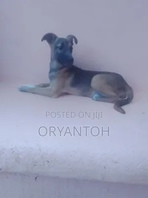 3-6 Month Male Mixed Breed German Shepherd