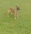 3-6 Month Male Mixed Breed German Shepherd - 2