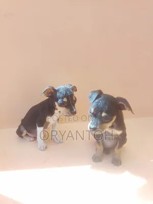 Mbwa wa Kiume wa Mchanganyiko wa American Pit Bull Terrier