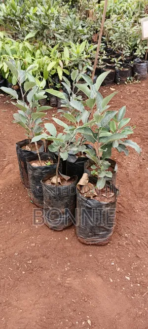 Apple Seedlings - Tayari kwa Kupanda