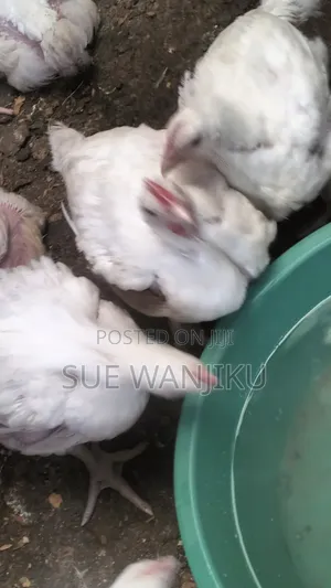 Broilers for Sale (1.4kg+)