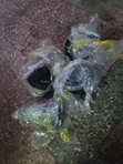 Suzuki Alto Complete Brake Booster - 1