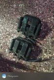 Nissan X-Trail NT31/T30 Rear Brake Caliper - 1