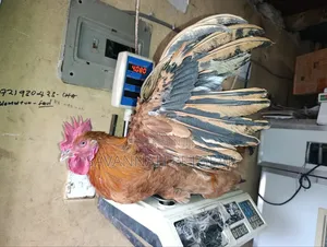 Mature Kienyeji Cocks for Meat/Breeding (Improved Breeds)