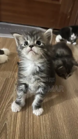 Kitten wa Kike wa Maine Coon Safi (Miezi 1-3)