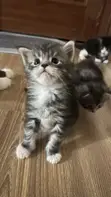 Kitten wa Kike wa Maine Coon Safi (Miezi 1-3) - 1