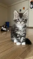 Kitten wa Kike wa Maine Coon Safi (Miezi 1-3) - 2