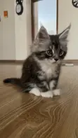 Kitten wa Kike wa Maine Coon Safi (Miezi 1-3) - 3