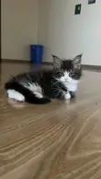 Kitten wa Kike wa Maine Coon Safi (Miezi 1-3) - 4