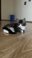 Kitten wa Kike wa Maine Coon Safi (Miezi 1-3) - 5