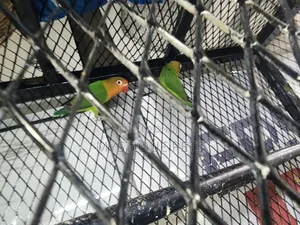 Young Love Birds (Parakeets)