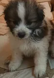Mbwa Mzazi wa Kiume wa Maltese - Miezi 1-3 - 1