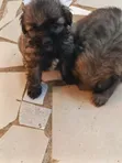 Mbwa Mzazi wa Kiume wa Maltese - Miezi 1-3 - 2