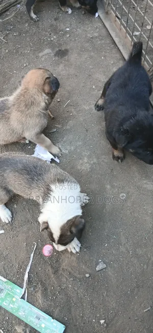 Male Mixed Breed Basenji Puppy (1-3 Months)