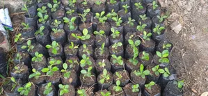 Lemon Seedlings for Elnino Planting