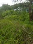 Mwingi Prime Land 30.5 Acres - Kavaini, Thitani - 3