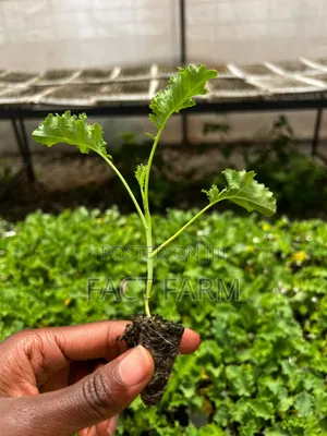 Miche ya Mboga ya Kale yenye Afya