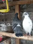 Home Dove/Pigeons for Sale - 1