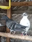 Home Dove/Pigeons for Sale - 2