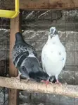 Home Dove/Pigeons for Sale - 3