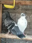 Home Dove/Pigeons for Sale - 4